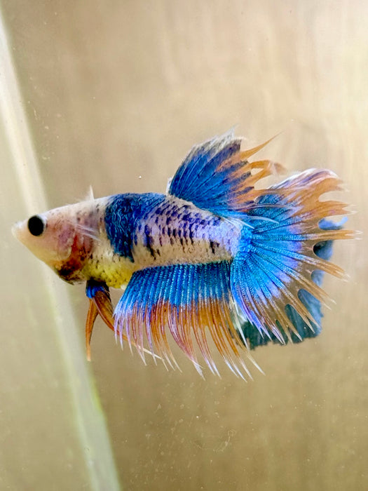 LIVE FRESHWATER AQUARIUM BETTA FANCY MIXED COLOR CROWNTAIL FEMALE S069 (LLL-9000) WHAT YOU SEE IS WHAT YOU GET!