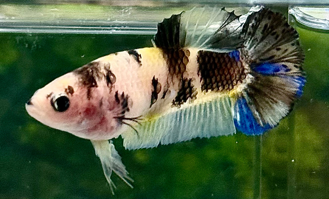 LIVE BETTA FANCY YELLOW KOI FEMALE  (LLL-3015) WHAT YOU SEE WHAT YOU GET!