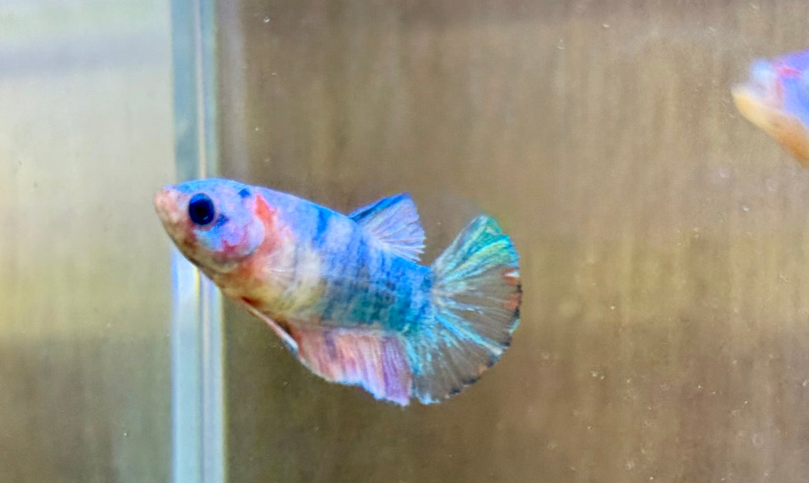 LIVE FISH FANCY COTTON CANDY FEMALE BETTA S ( LLL-0018) WHAT YOU SEE IS WHST YOU GET! READY TO SHIP!