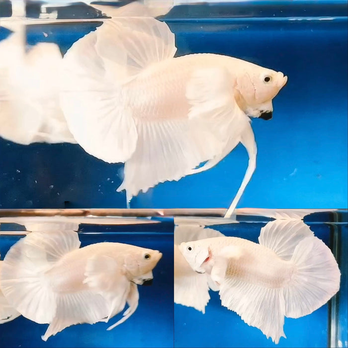 LIVE FISH FANCY WHITE MALE BETTA S189 (LLL-589) WHAT YOU SEE IS WHAT YOU GET