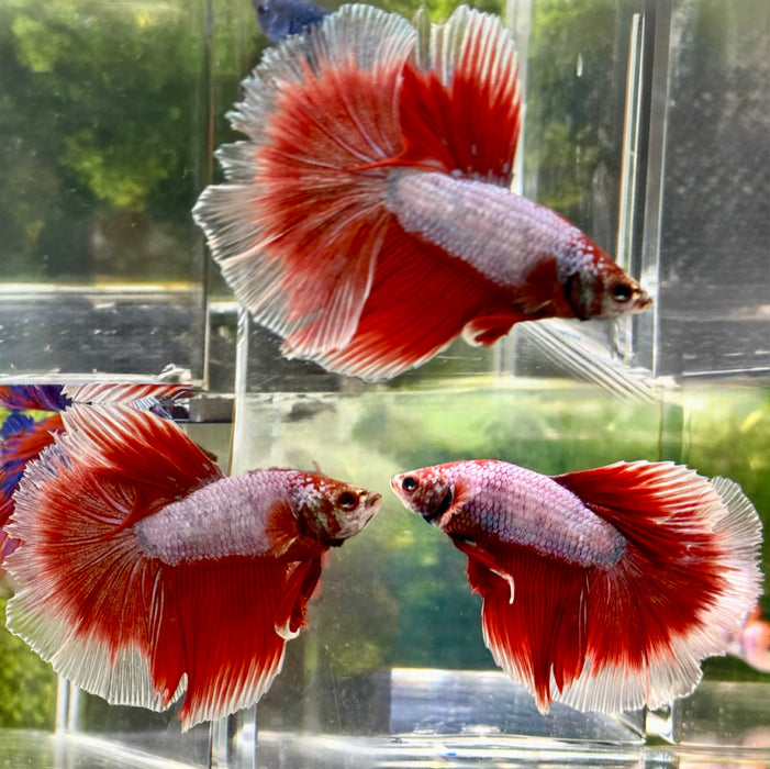 Live Fancy Male Betta Red/ Lavender Halfmoon Salamander S142 (LLL-558)  WHAT YOU SEE IS WHAT YOU GET