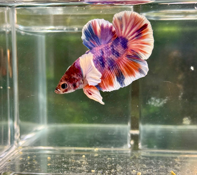 LIVE FISH BETTA CANDY NEMO DUMBO PLAKAT S271 (LLL-6010) WHAT YOU SEE WHAT YOU GET