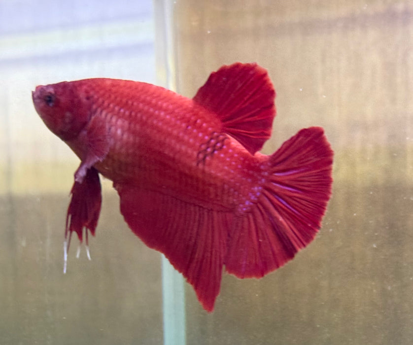 LIVE FISH SUPER RED MALE GIANT S061 (LLL-072) WHAT YOU SEE IS WHAT YOU GET