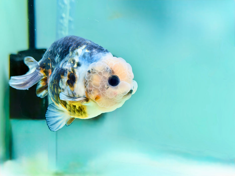 LIVE GOLDFISH Galaxy Calico Ranchu Dark Tone 3INCH BODY MALE (LLL-567) WHAT YOU SEE WHAT YOU GET! READY TO SHIP!