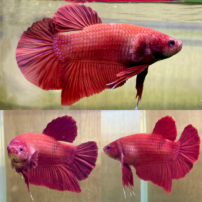 LIVE FISH SUPER RED MALE GIANT S061 (LLL-072) WHAT YOU SEE IS WHAT YOU GET