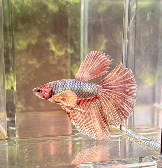 LIVE FISH FANCY LIGHT PINK TONE DUMBO HALFMOON MALE BETTA S186 (LLL-012) WHAT YOU SEE IS WHAT YOU GET! READY TO SHIP