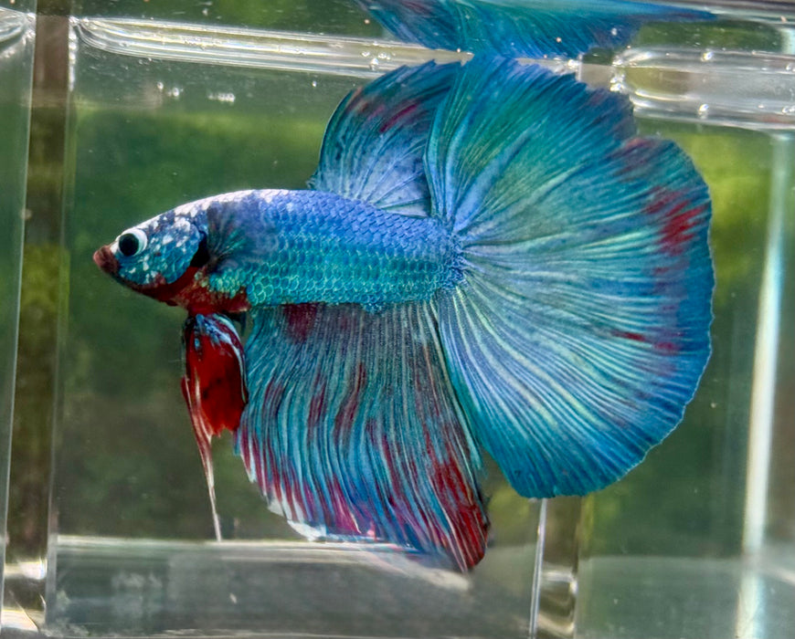 LIVE FISH FANCY BLUE OVER HALFMOON ROSETAIL MALE BETTA S204 (LLL-600) WHAT YOU SEE IS WHAT YOU GET!