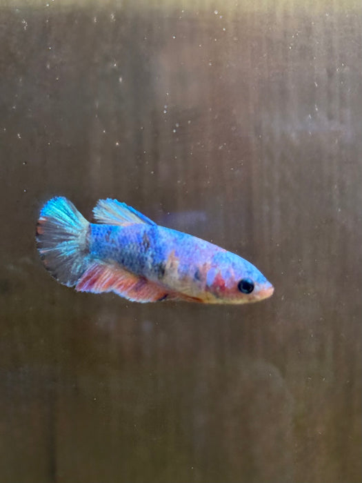 LIVE FISH FANCY COTTON CANDY FEMALE BETTA S ( LLL-0018) WHAT YOU SEE IS WHST YOU GET! READY TO SHIP!