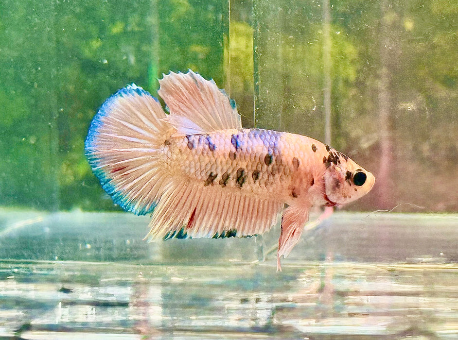 LIVE MALE BETTA FANCY MARBLE PLAKAT S037 (LLL-189) WHAT YOU SEE WHAT YOU GET!