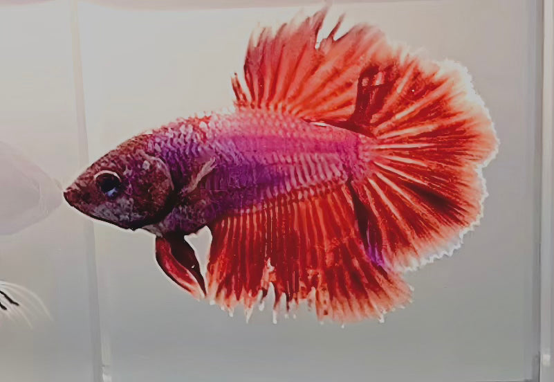 LIVE FEMALE BETTA RED LAVENDER COLORS HALFMOON (LLL-1099) WHAT YOU SEE WHAT YOU GET!