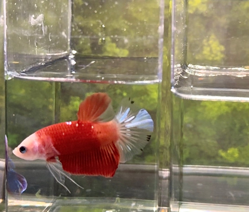 Live Betta Fish Male Red Koi  Cellophane Tail Plakat S057  (LLL-5030 )What you see is what you get!