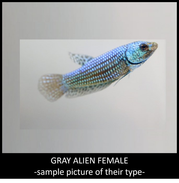 Female Betta Fish Gray Alien Wild Type BUY 4 GET 1 FREE! Our Choice Group (CBG-010-GRAY)