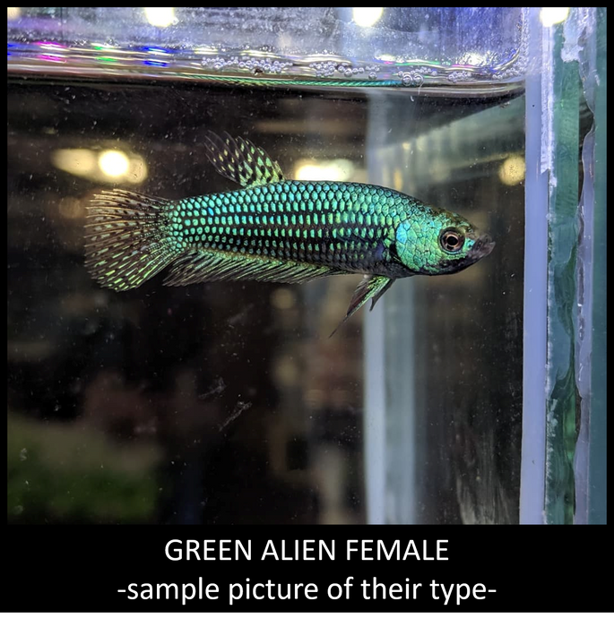 Female Betta Fish Green Alien Wild Type BUY 4 GET 1 FREE! Our Choice Group (CBG-010-GREEN)