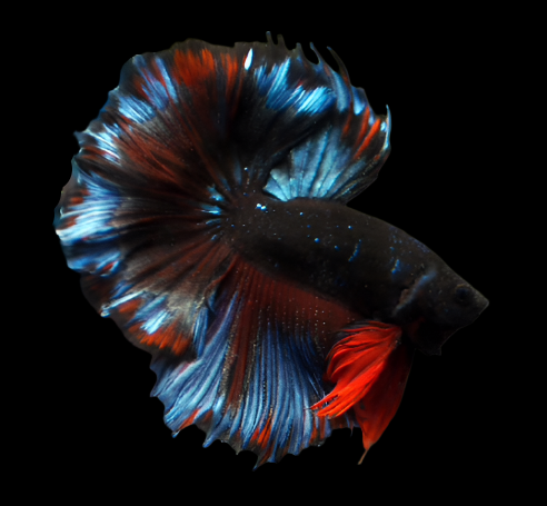 Black Galaxy Halfmoon Male Betta Rosetail 