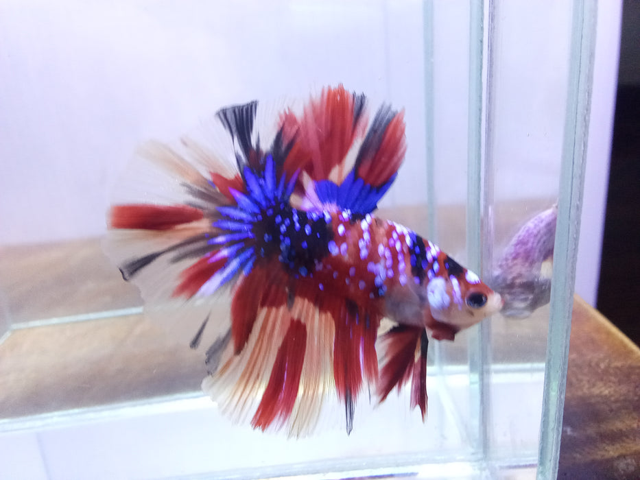 Galaxy Nemo Candy halfmoon betta