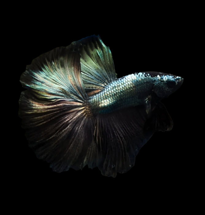 Green Copper Halfmoon Black Silver Male Betta