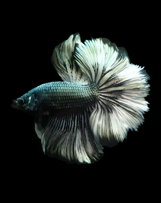 Green Copper Halfmoon White Silver Male Betta