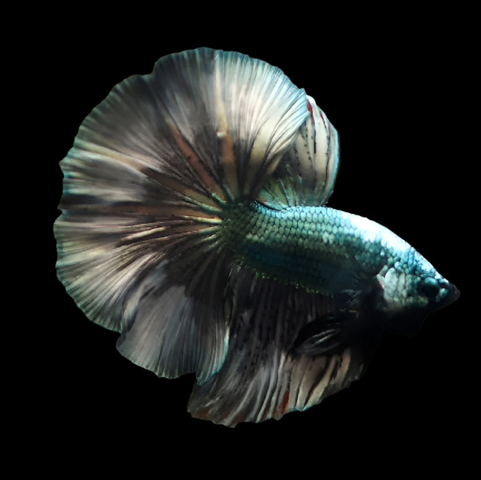 Green Copper Halfmoon Black Silver Male Betta