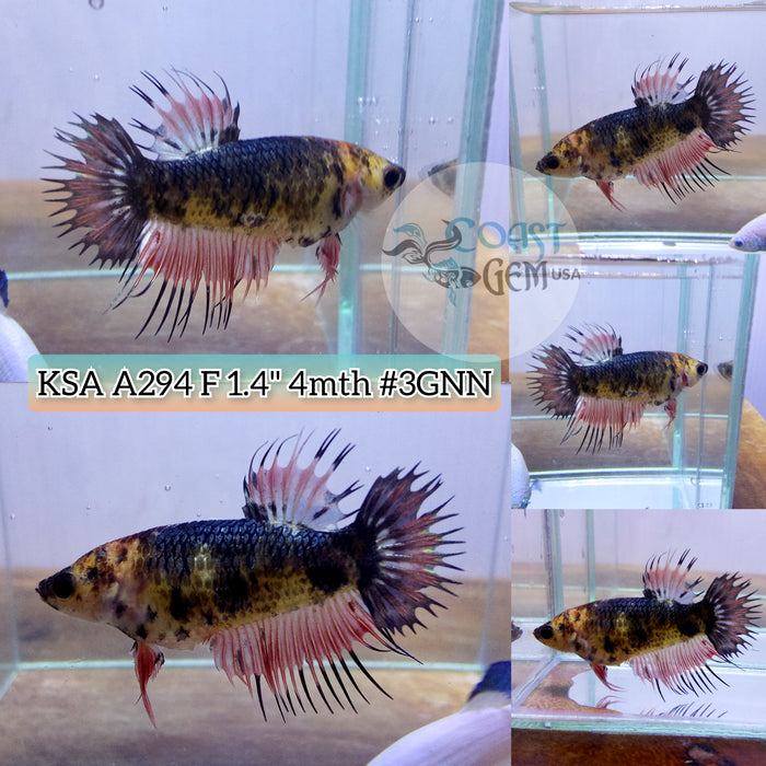 Live Female Betta Fancy Orange Crowntail Plakad (KSA-A294) What you see What you get