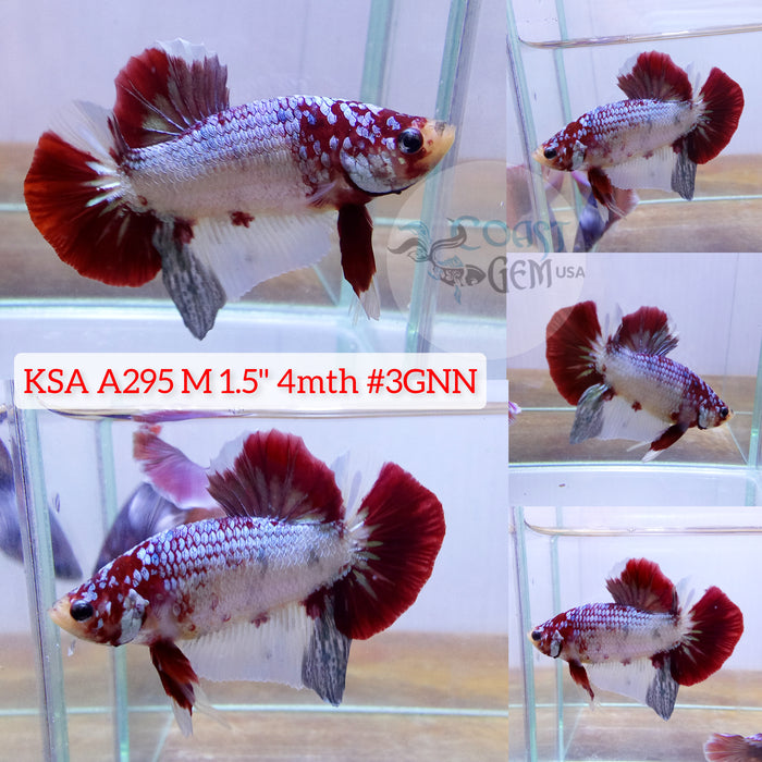 Live Male Betta Fancy Koi Red (KSA-A295) What you see What you get