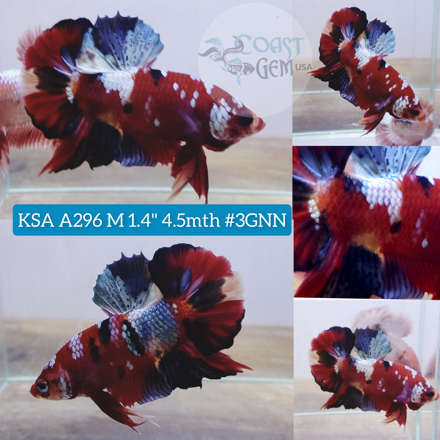 Plakat Betta Male For Sale - What You See Is What You Get — Coast Gem USA