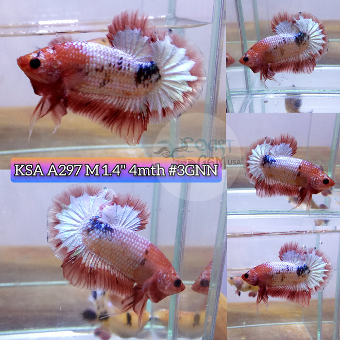 Live Male Betta Orange Copper Fancy Startail Plakad (KSA-A297) What you see What you get