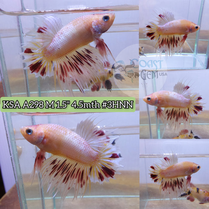 Live Male Betta Armageddon Orange Vanda Crowntail Plakad (KSA-A298) High Quality Grade What you see What you get