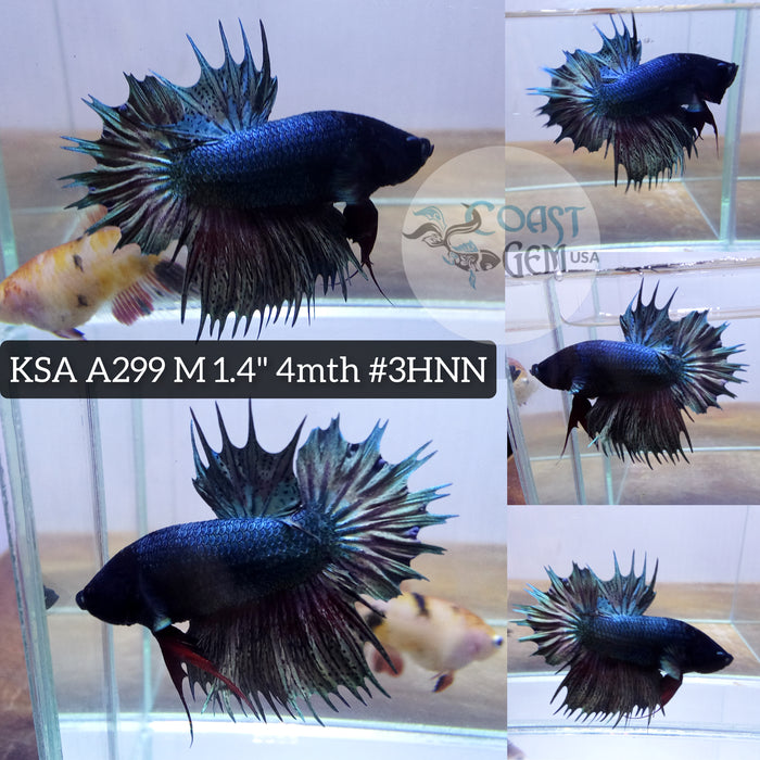 Live Male Betta Copper Solid Crowntail Plakad High Quality Grade (KSA-A299) What you see What you get