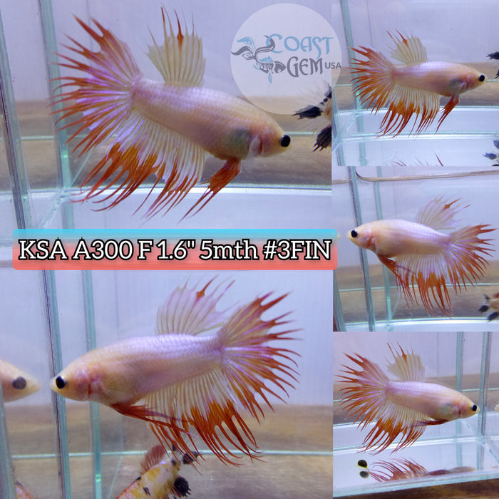 H Live Female Betta Orange Fancy Crowntail (KSA-A300) What you see What you get