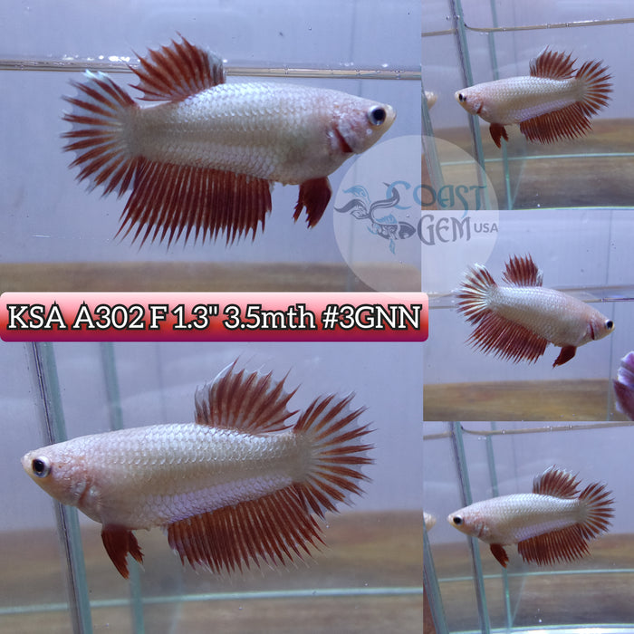 H Live Female Betta Orange Dragon Crowntail  Plakad (KSA-A302) What you see What you get