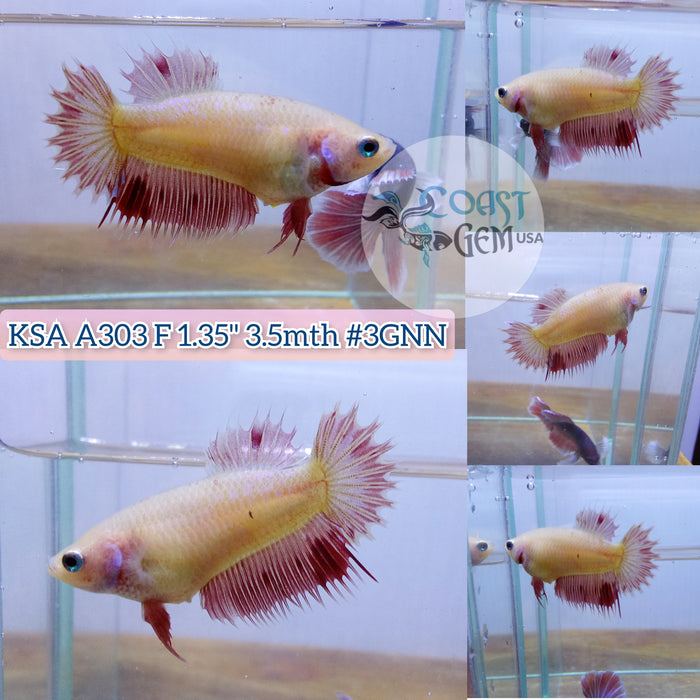 H Live Female Betta Orange Armageddon Crowntail  Plakad (KSA-A303) What you see What you get