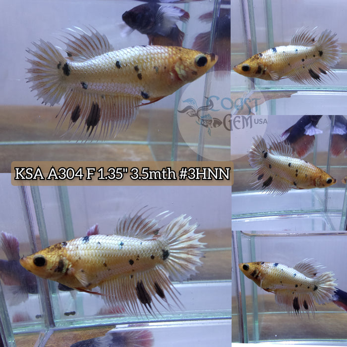 H Live Female Betta Copper Gold marble dot Crowntail  Plakad (KSA-A304) What you see What you get