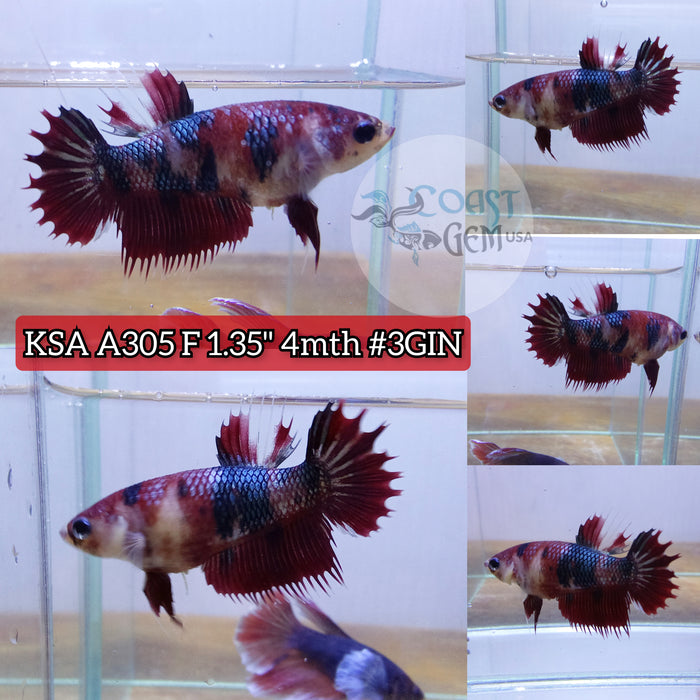 Live Female Betta Koi Red Galaxy Crowntail  Plakad (KSA-A305) What you see What you get