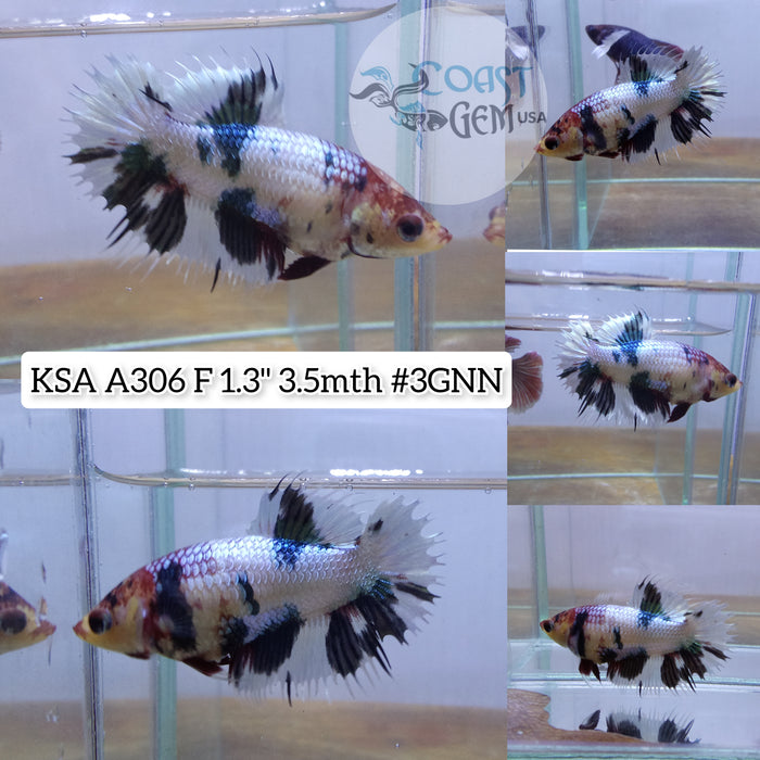 H Live Female Betta Fancy marble Crowntail  Plakad (KSA-A306) What you see What you get