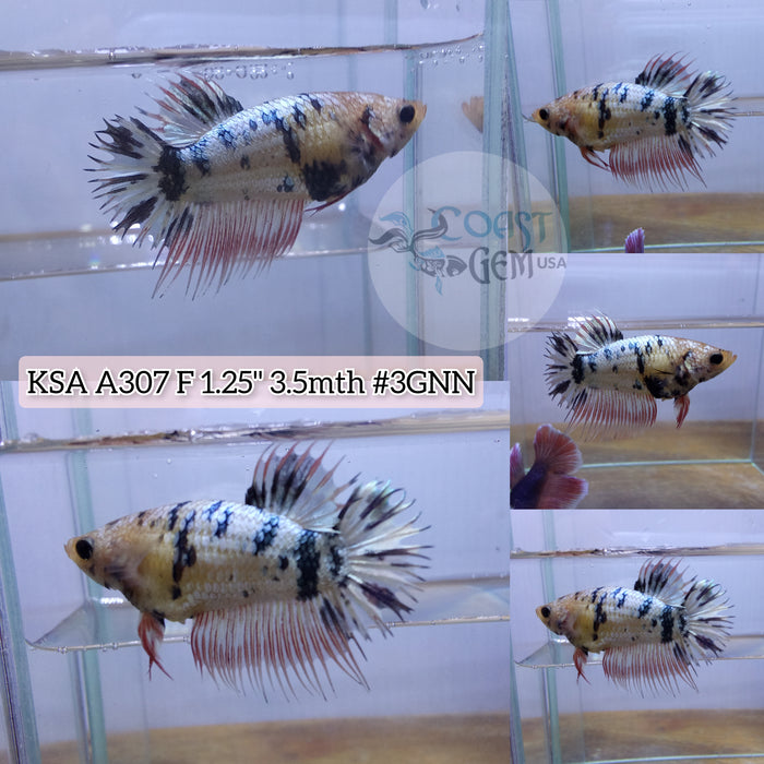 Live Female Betta Fancy marble Crowntail  Plakad (KSA-A307) What you see What you get