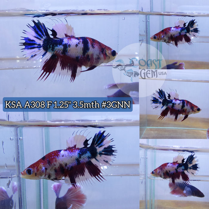 X Live Female Betta Koi Fancy Crowntail  Plakad (KSA-A308) What you see What you get