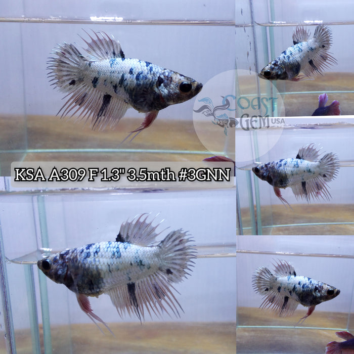 H Live Female Betta Fancy Copper dot Crowntail Plakad (KSA-A309) What you see What you get