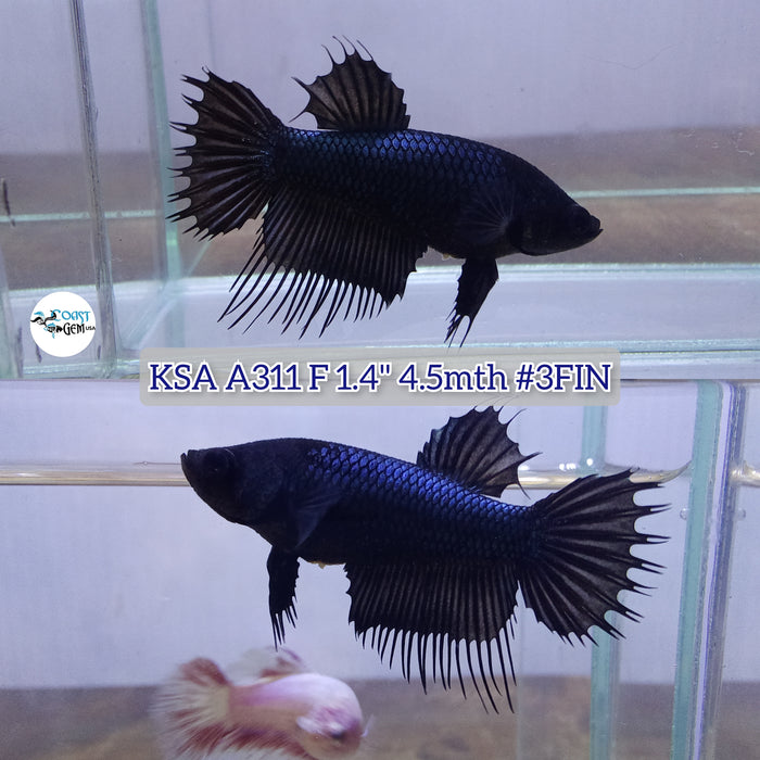 H Live Female Betta Copper Black colors Crowntail (KSA-A311) High Quality grade