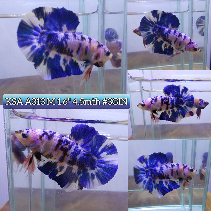 Live Male Betta Blue Marble High quality grade (KSA-A313) What you see What you get