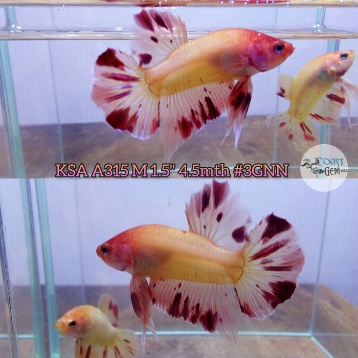 H Live Male Betta Orange Vanda High quality grade (KSA-A315) What you see What you get