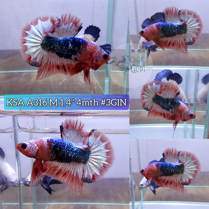 H Live Male Betta Copper Orange Fancy Startail High quality grade (KSA-A316) What you see What you get