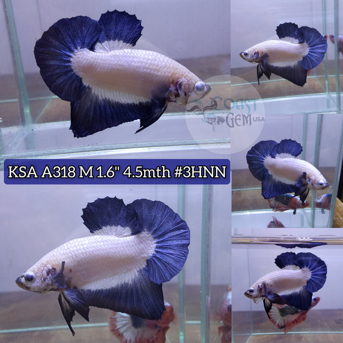 H Live Male Betta Bluerim Marble Pattern High quality grade (KSA-A318) What you see What you get