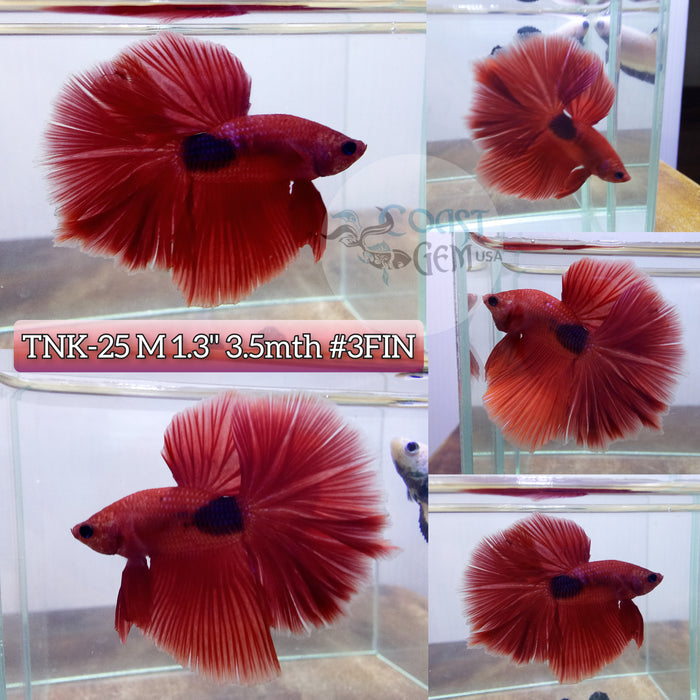 Live Male Betta Red Helboy Halfmoon S052(TNK-25) High Quality grade What you see What you get!