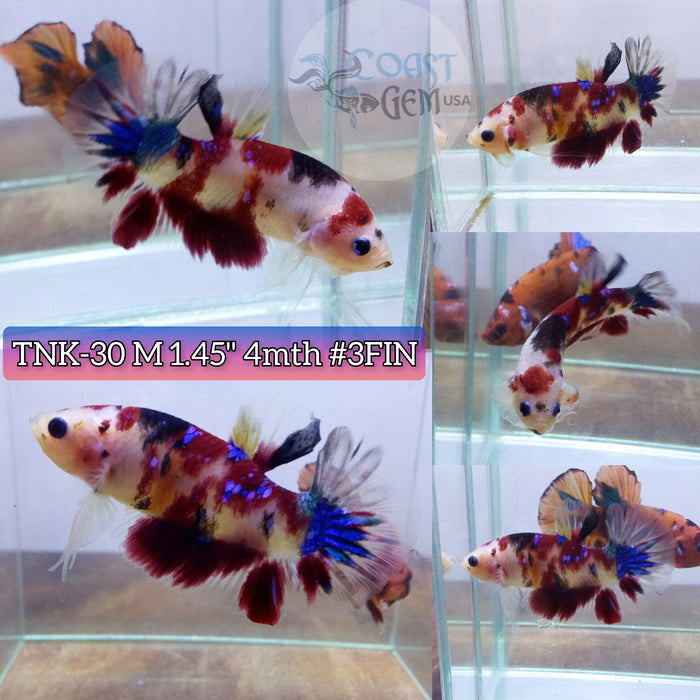 Live Male Betta Red Koi Original Plakat S053(TNK-30) High Quality grade What you see What you get!