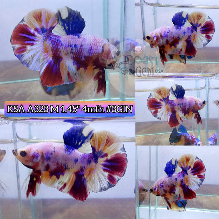 Live Male Betta Candy Metallic Multi colors Plakat (KSA-A323) High Quality grade What you see What you get!