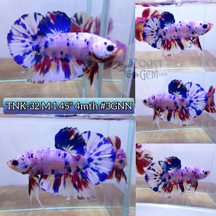 Live Male Betta Candy dot Plakat High quality S072(TNK-32) what you see what you get!