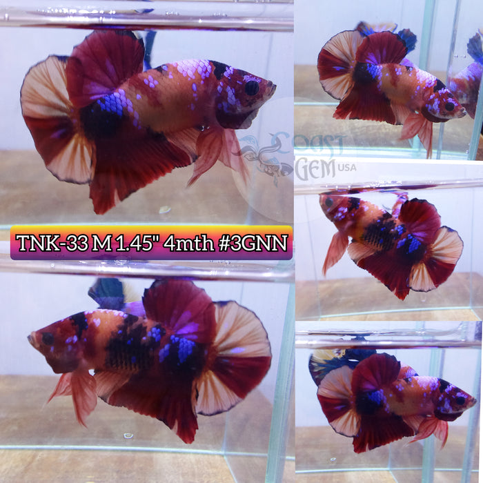 Live Male Betta Nemo Galaxy Plakat High quality (TNK-33) what you see what you get!