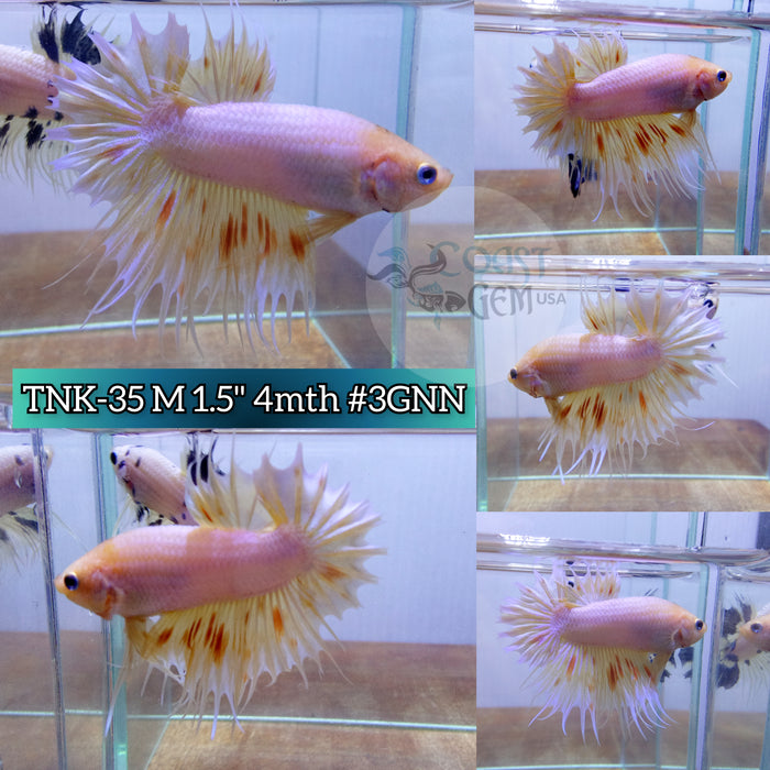 Live Male Betta Yellow Armageddon Crowntail Plakat High quality (TNK-35) what you see what you get!