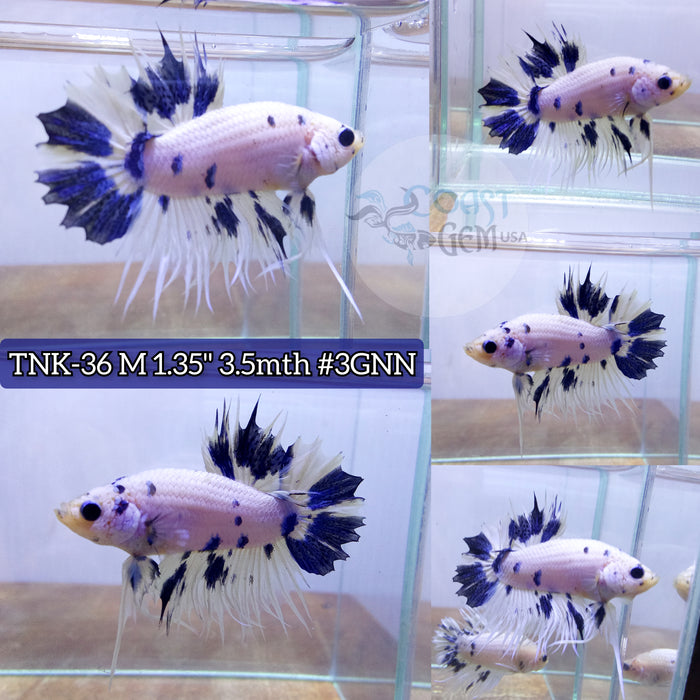 Live Male Betta Blue marble Crowntail Plakat High quality S216(TNK-36) what you see what you get!