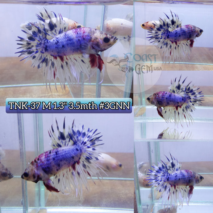 Live Male Betta Fancy marble Crowntail Plakat High quality S069(TNK-37) what you see what you get!